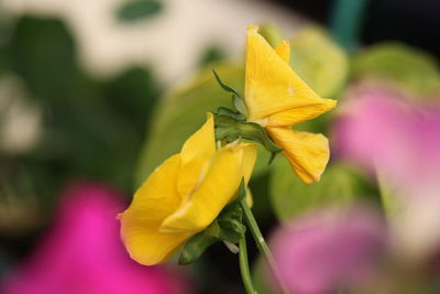 Close-up of yellow flower