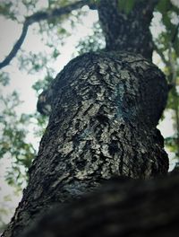 Low angle view of tree trunk