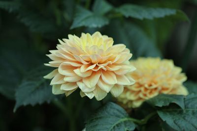 Close-up of yellow dahlia flower