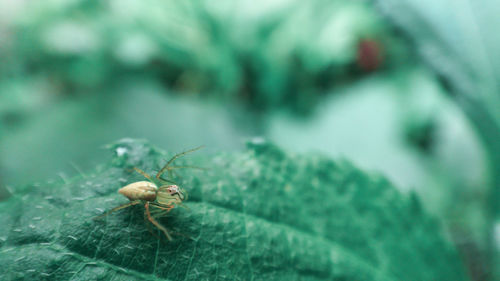 Close-up of insect on leaf