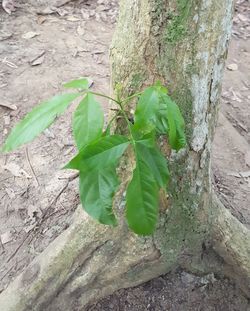 Close-up of plant growing on tree trunk