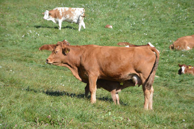 Cows in a field