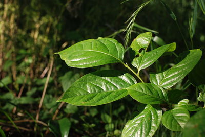 High angle view of plant growing on field