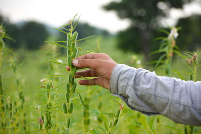 Hand holding plant on field