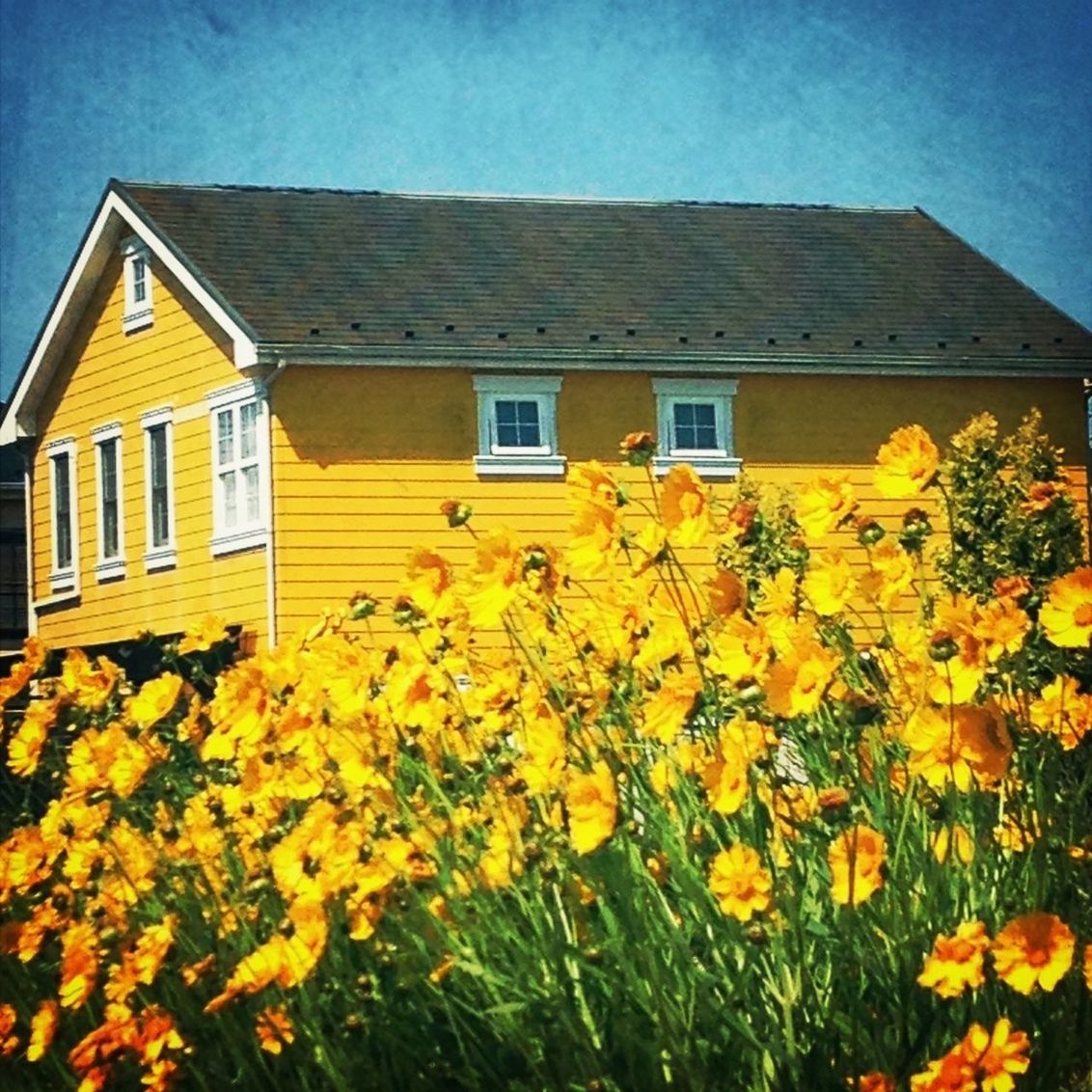 building exterior, architecture, flower, yellow, built structure, house, growth, freshness, plant, sky, fragility, window, residential structure, sunflower, residential building, nature, beauty in nature, outdoors, low angle view, day