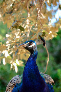 Peacock roaming near the dead sean on lokrum island, mrtvo more, island. dubrovnik, croatia