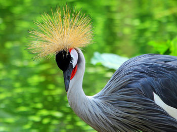 Close-up of a bird