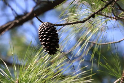 Low angle view of caterpillar on tree