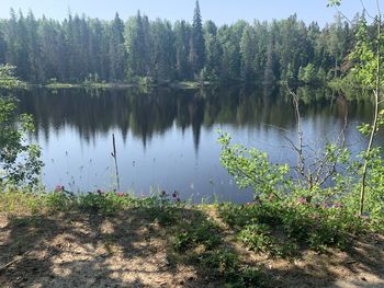 Scenic view of lake amidst trees in forest