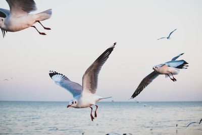 Seagulls flying over sea against sky