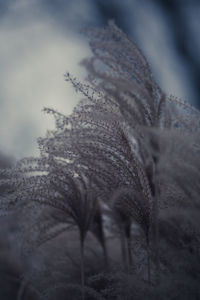 Close-up of lizard on plant against sky