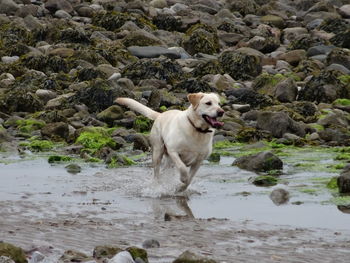 View of dog running on rock