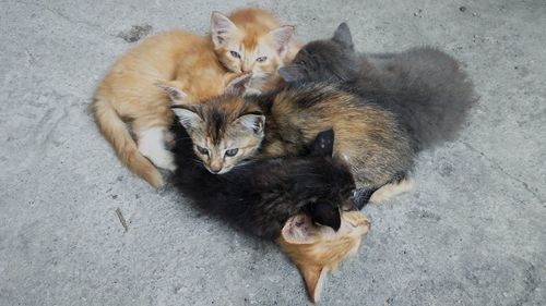 High angle view of cats