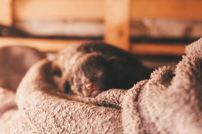 Close-up of cat sleeping