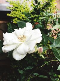 Close-up of white flowers growing on plant