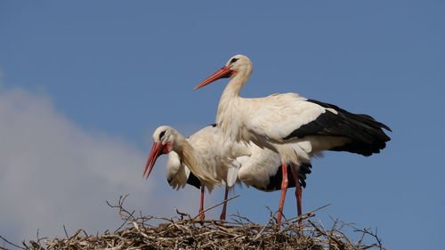 Low angle view of white storks in nest against sky