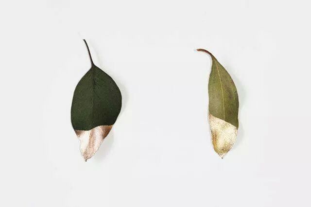 white background, studio shot, copy space, still life, close-up, single object, high angle view, cut out, directly above, two objects, leaf, white color, ideas, indoors, shoe, no people, food and drink, pair, part of, dry