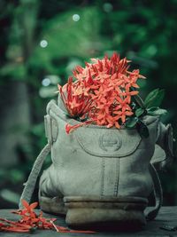 Close-up of red flower in pot