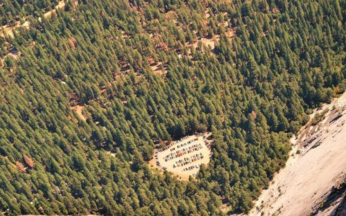 Scenic view of forest