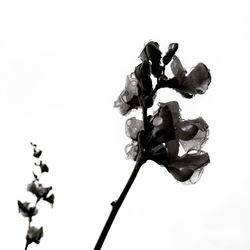 Low angle view of flower against clear sky