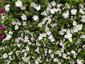 Full frame shot of white flowering plants