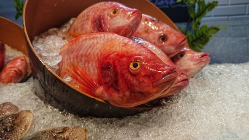 High angle view of fish for sale