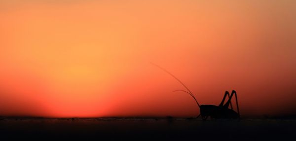 Close-up of silhouette grasshopper against orange sky