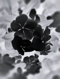 Close-up of flowers