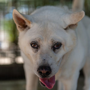 Close-up portrait of a dog