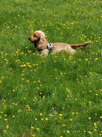 Dog lying down on land