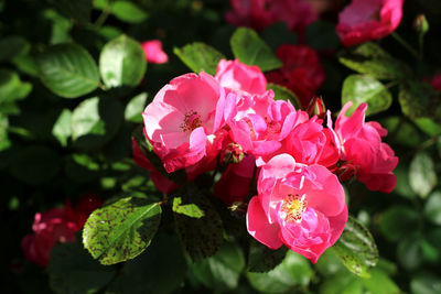 Close-up of pink flowering plant