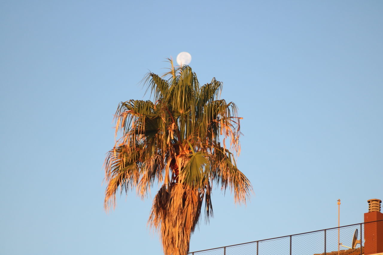 LOW ANGLE VIEW OF TREE AGAINST SKY