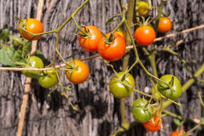 Close-up of cherry tomato growing 