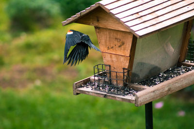 High angle view of bird on wooden post at yard