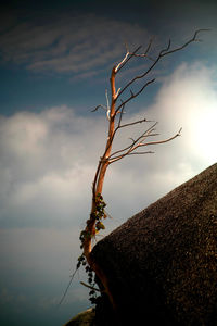 Low angle view of bare tree against sky