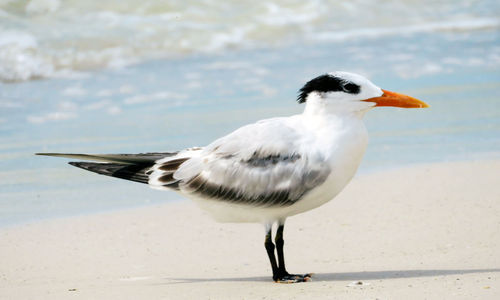 Close-up of seagull perching on the beach