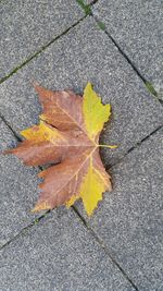High angle view of maple leaf on street