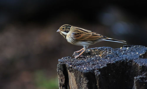 Close-up of bird perching outdoors