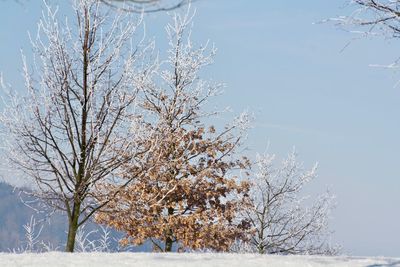 Bare tree on snow covered land against sky