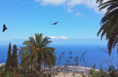 Bird flying over sea against sky