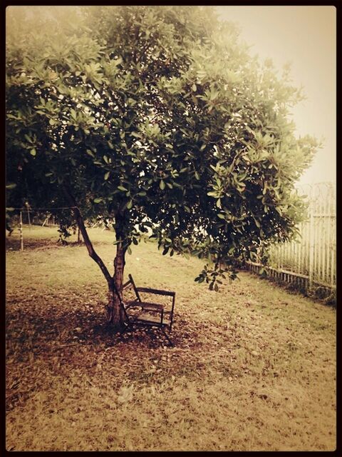 transfer print, tree, auto post production filter, tranquility, shadow, sunlight, nature, tranquil scene, growth, fence, park - man made space, absence, day, field, footpath, empty, outdoors, sand, beauty in nature, tree trunk