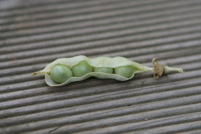 High angle view of insect on leaf