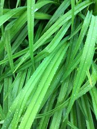 Full frame shot of wet grass