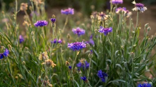 Blue petals of cornflower blooming on blur green leaves, know as bachelor's button or basket flower