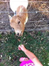 Close-up of hand feeding on grass