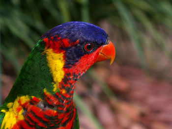 Side view of rainbow lorikeet