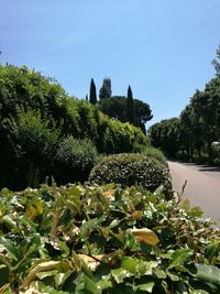 View of flowering plant against clear sky