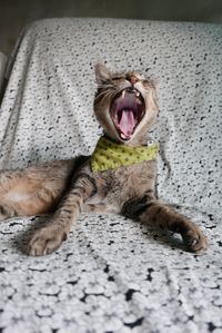 Cat yawning