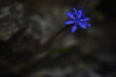 Close-up of purple flowering plant