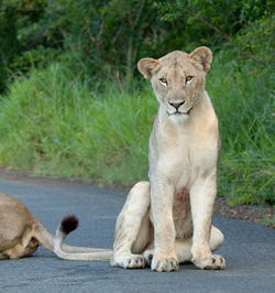 View of two cats